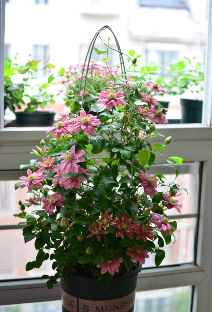 盆栽花卉新宠铁线莲小美人鱼花量超多能让你阳台变花园