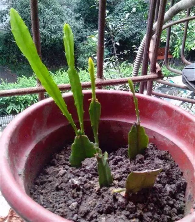 令箭荷花小苗几年开花(令箭荷花小苗几年开花?