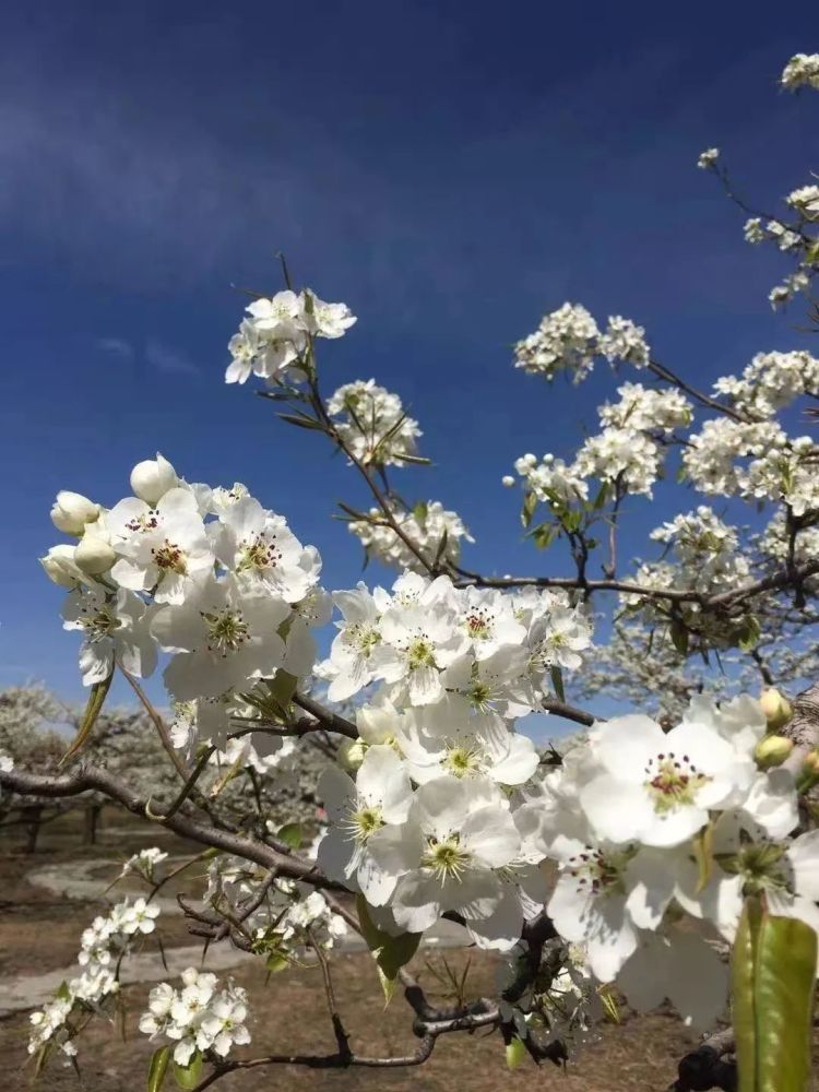 不要错过最佳观赏期房山万亩梨花迎来盛花期