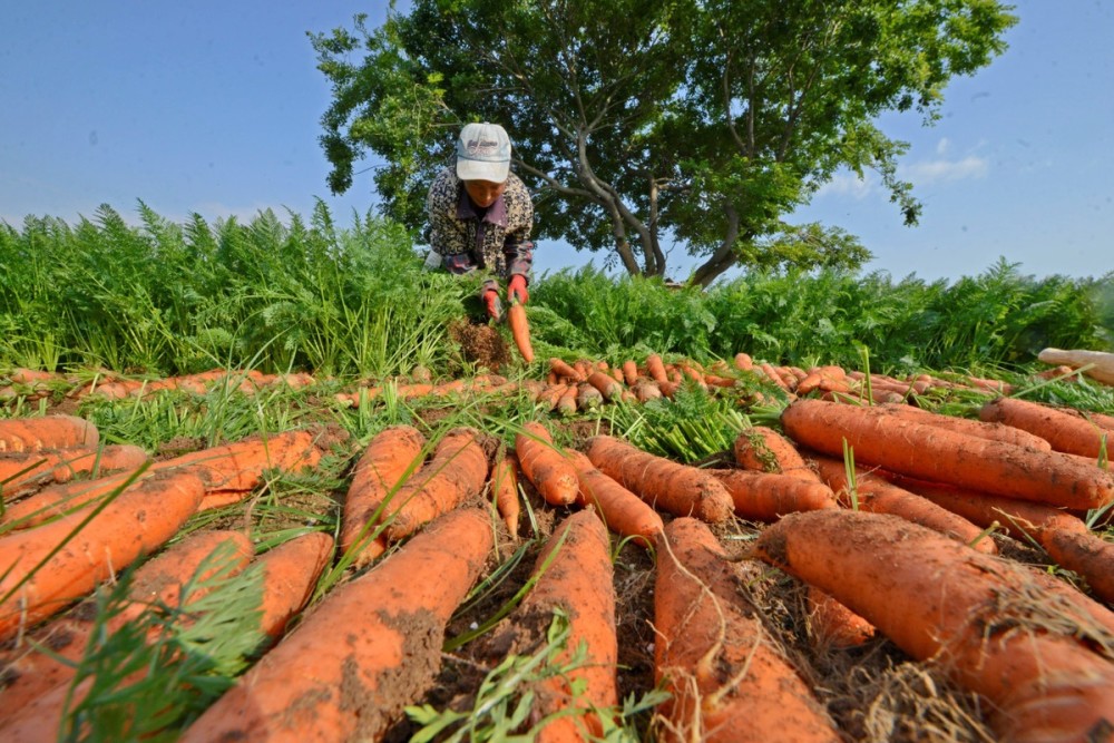 福建泉港胡萝卜喜丰收种植户忙采收
