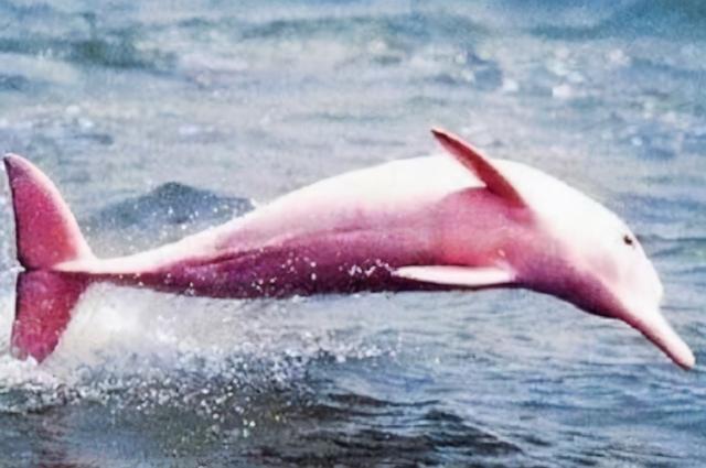 粉色海豚图片真实图片