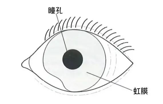 这是眼球的正面图,可以看到瞳孔和虹膜.