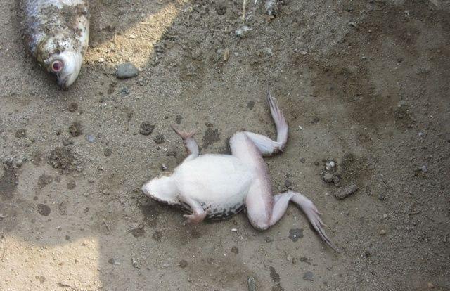 小时候常见的癞蛤蟆,为什么现在很少见到,是它们灭绝了吗?