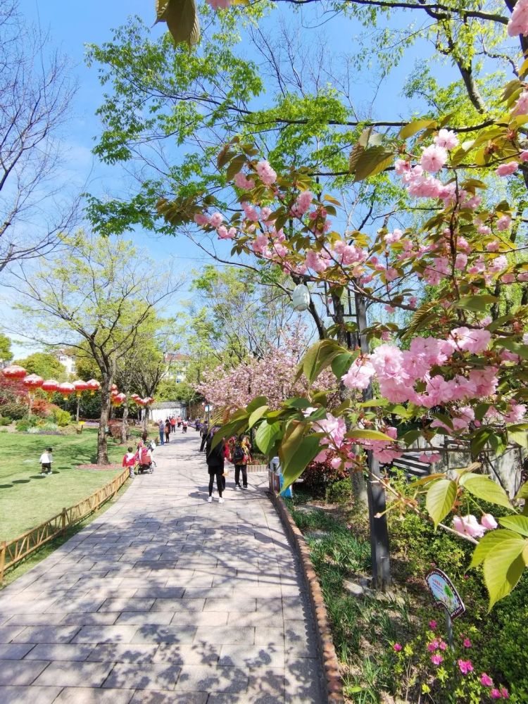 最美春景已至奉贤进入晚樱最佳观赏期