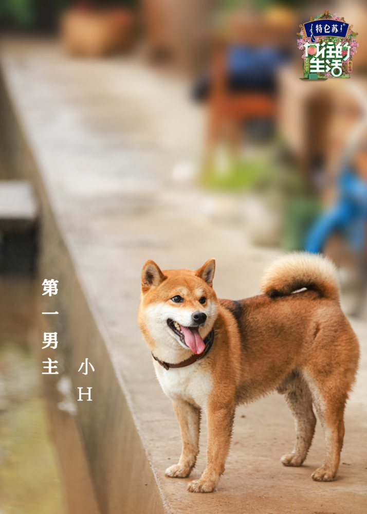 向往的生活第五季完整在线观看免费加长版1280p蓝光中字完整已分享