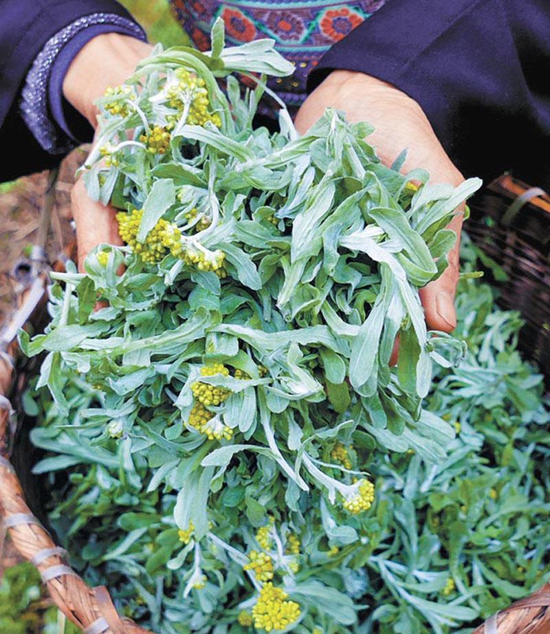 春天遇到这4种野菜千万别手软祛毒降火老人孩子都爱吃