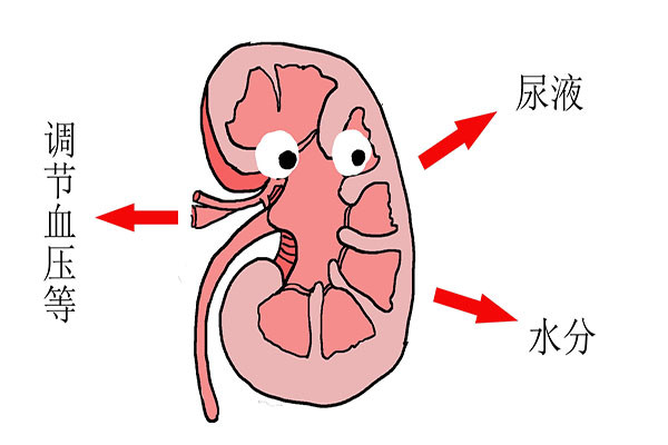 医生:真正肾有问题的信号,你或忽视了|排尿|肾脏|医生|膀胱