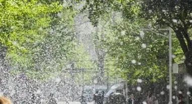 啊啾柳絮飘起送上防护秘籍一本