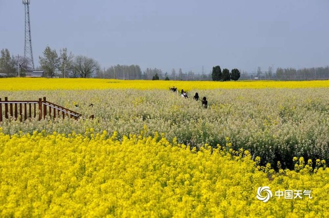 感受春的气息河南平顶山万亩油菜花竞相绽放