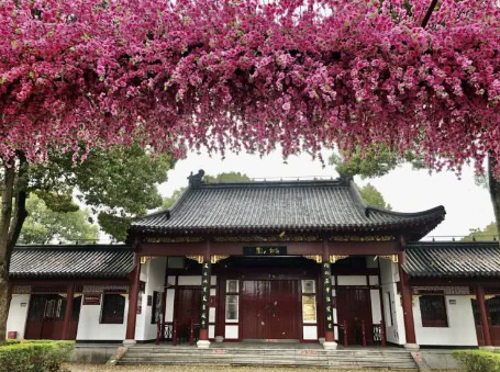 上海·南汇桃花村!万株桃花,竞相绽放,喜迎八方宾客!