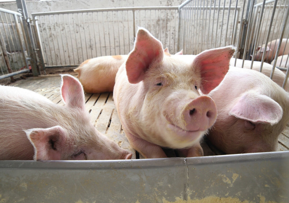 猪肺炎案例分享猪气喘咳嗽是什么病猪支原体肺炎怎么治效果好