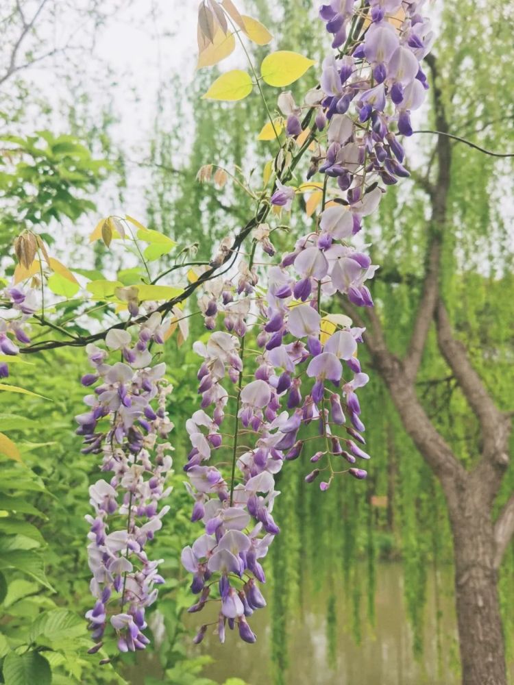 探索梨花木绣球杜鹃花宝山和松江赏花正当时