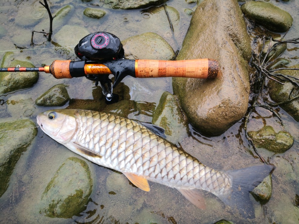 誰說路亞不能釣草魚那是你段位低