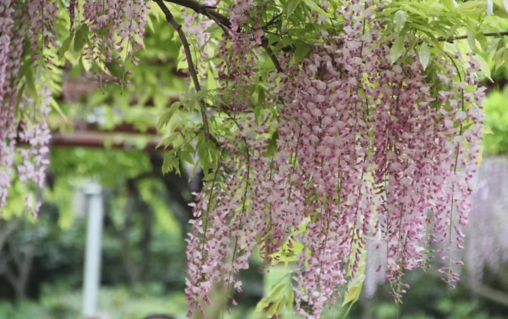 申城紫藤迎來盛花期!這些公園可賞紫色