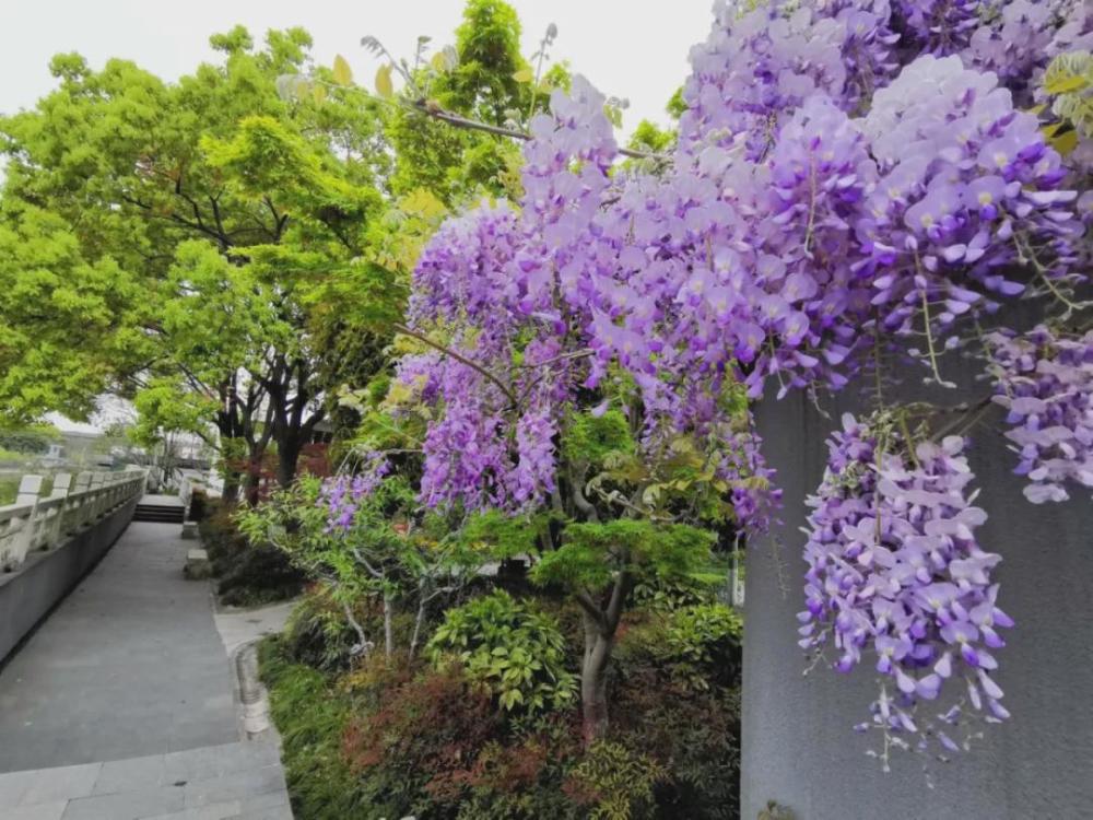 申城紫藤迎来盛花期这些公园可赏紫色瀑布