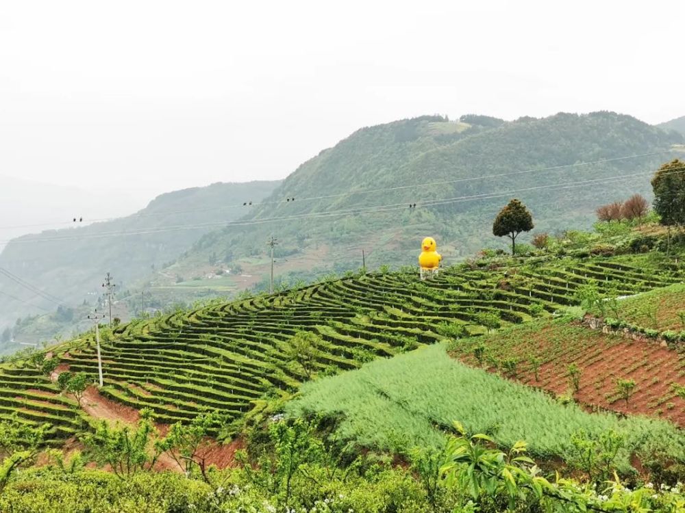 到骡坪茶园村开启茗香之旅