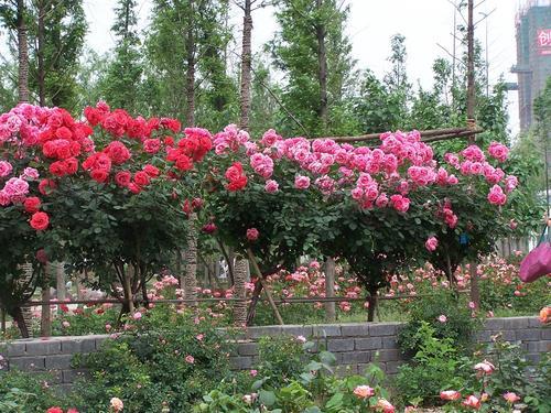 春天別光養草花種棵花樹一年四季都開花盆栽地栽都美