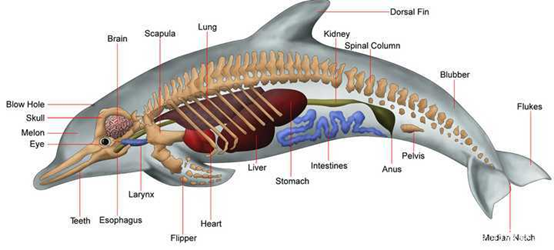 你觉得被鲸鱼吞下还能存活吗