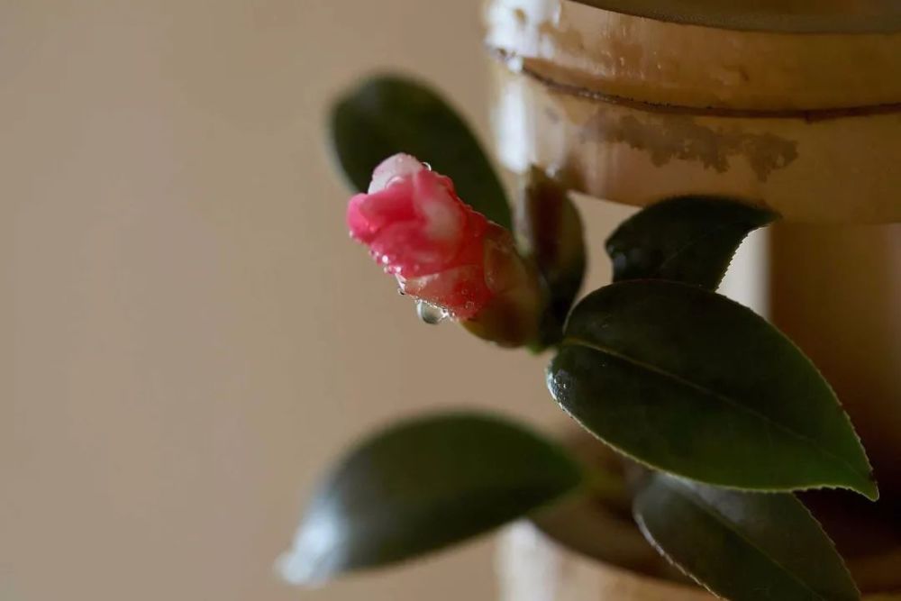 不审花开今日春 一茶一花 腾讯新闻