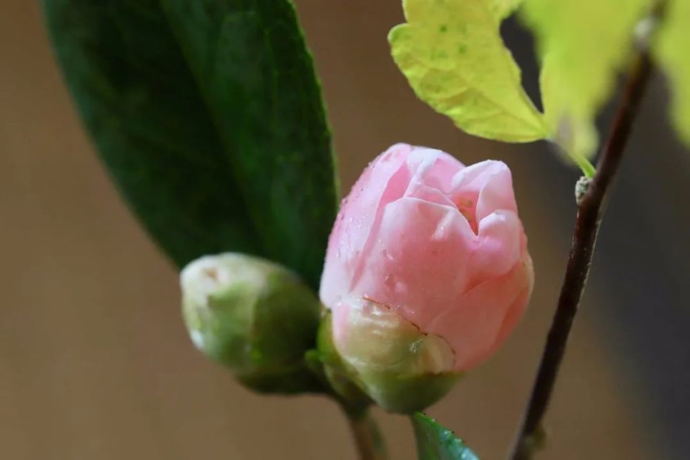 不审花开今日春 一茶一花 腾讯新闻