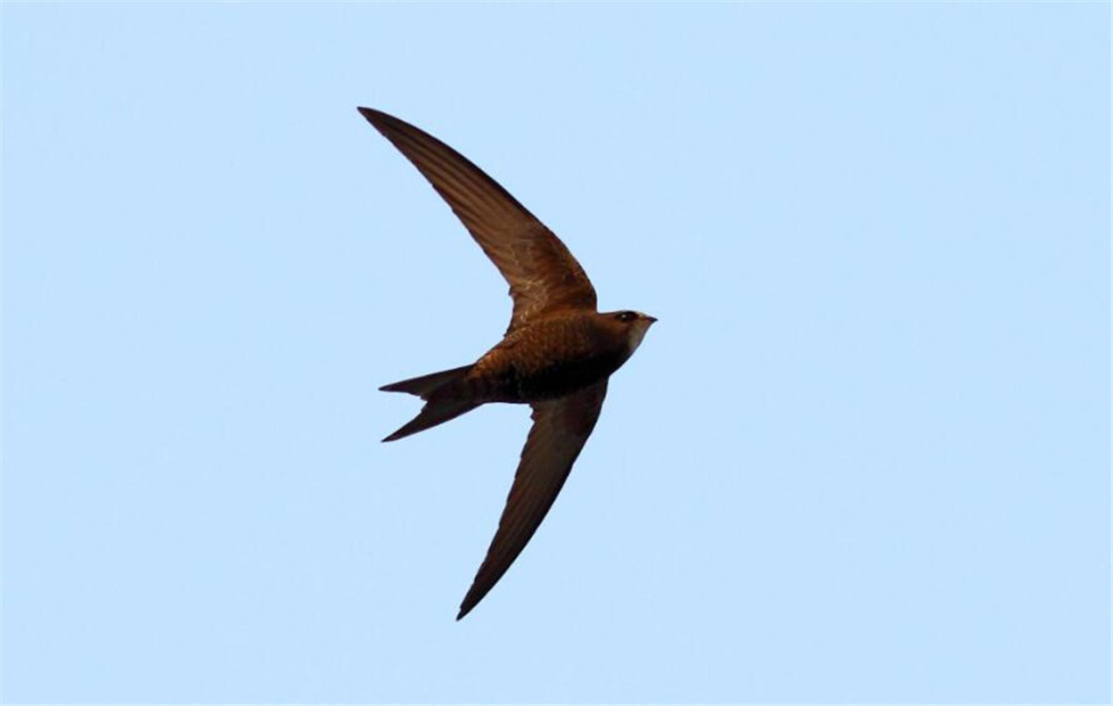 张国荣口中的无脚鸟真的存在一生都在飞交配也在空中完成