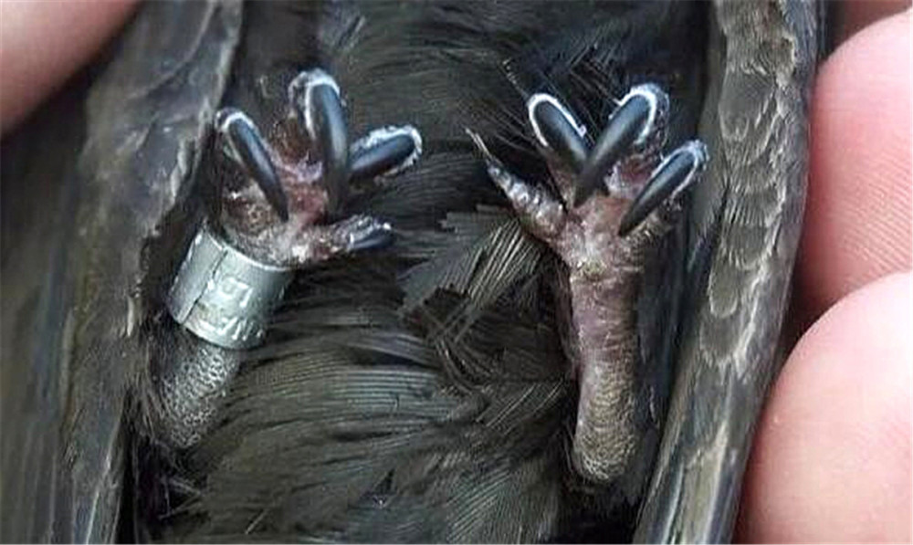 张国荣口中的无脚鸟真的存在一生都在飞交配也在空中完成