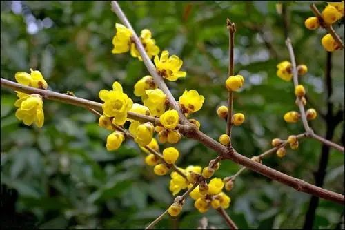 腊梅一直不长叶子不发芽是怎么回事?