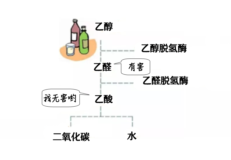 酒精代谢过程图图片