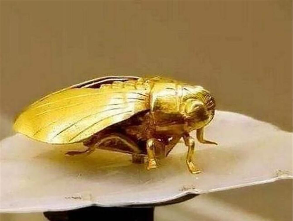 江苏出土一男四女合葬墓,墓中有一只金蝉,专家称价值高达9亿