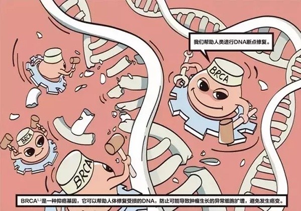 遗传性brca基因突变检测有必要吗?与预防乳腺癌,卵巢癌等息息相关