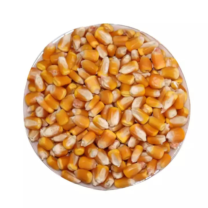 哪种主粮最除湿?