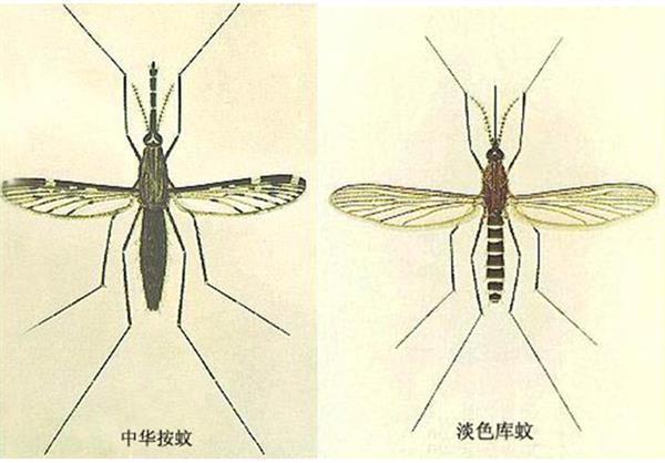 白纹伊蚊和埃及伊蚊图片