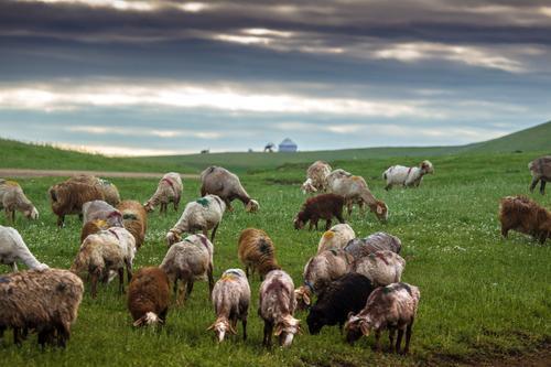 羊是如何进化成现在的样子的 世界上有多少种羊 腾讯新闻