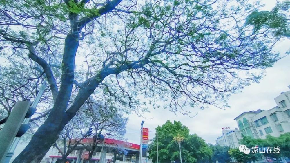 西昌航天北路--这里70年代就开始种植蓝花楹,现在已经是参天大树