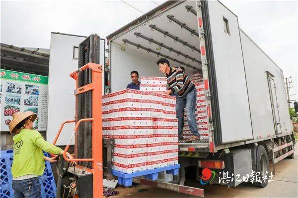 作为企水镇圣女果产业的带头人,曾才荣于6年前带头种植户调整当地圣女