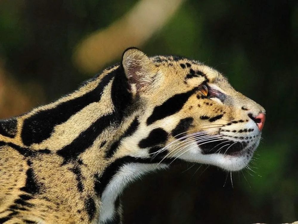 国际珍稀动物保护日|愿它们都被温柔相待_腾讯新闻