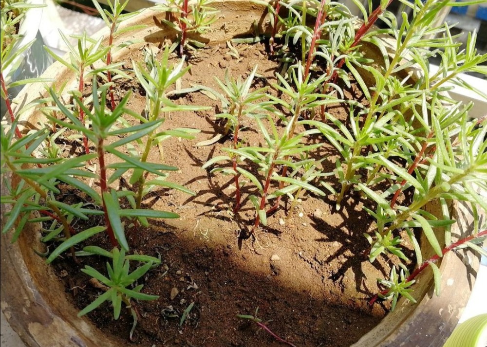 太阳花小苗期提前给它做4件事植株长得旺开花满盆