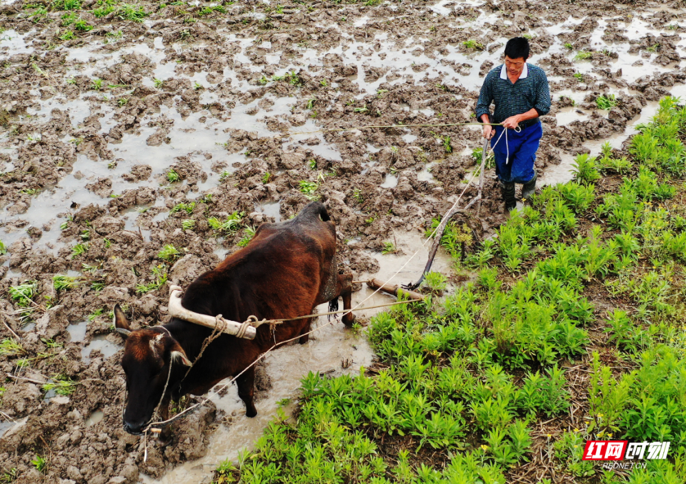 春耕图鉴丨老黄牛和犁田机奏响春耕曲