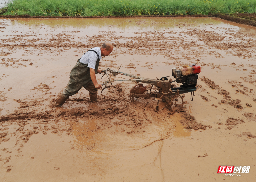 春耕图鉴丨老黄牛和犁田机奏响春耕曲