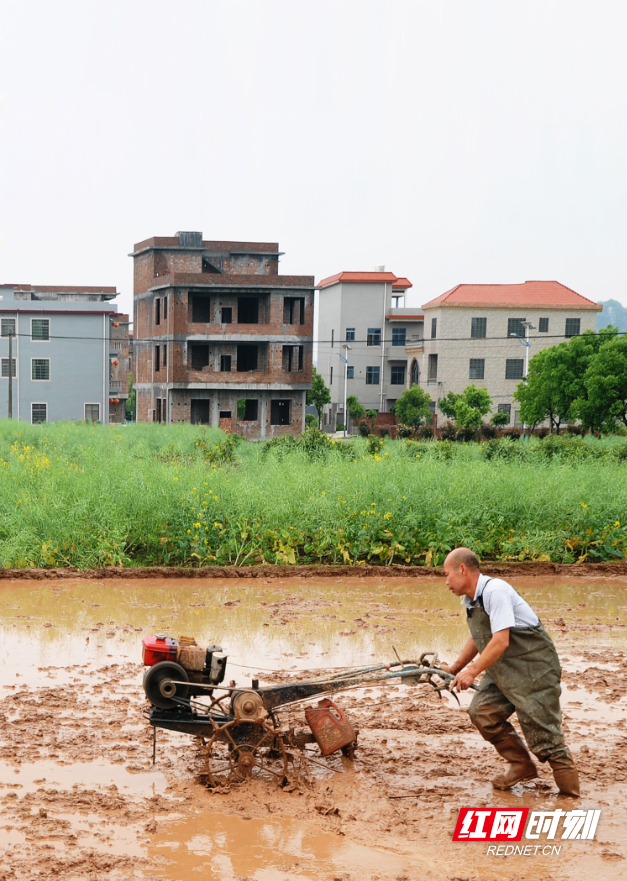 春耕图鉴丨老黄牛和犁田机奏响春耕曲