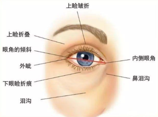 眼部皮肤层次结构图图片