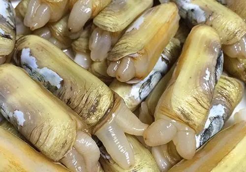 春季养殖推荐蛏子养殖