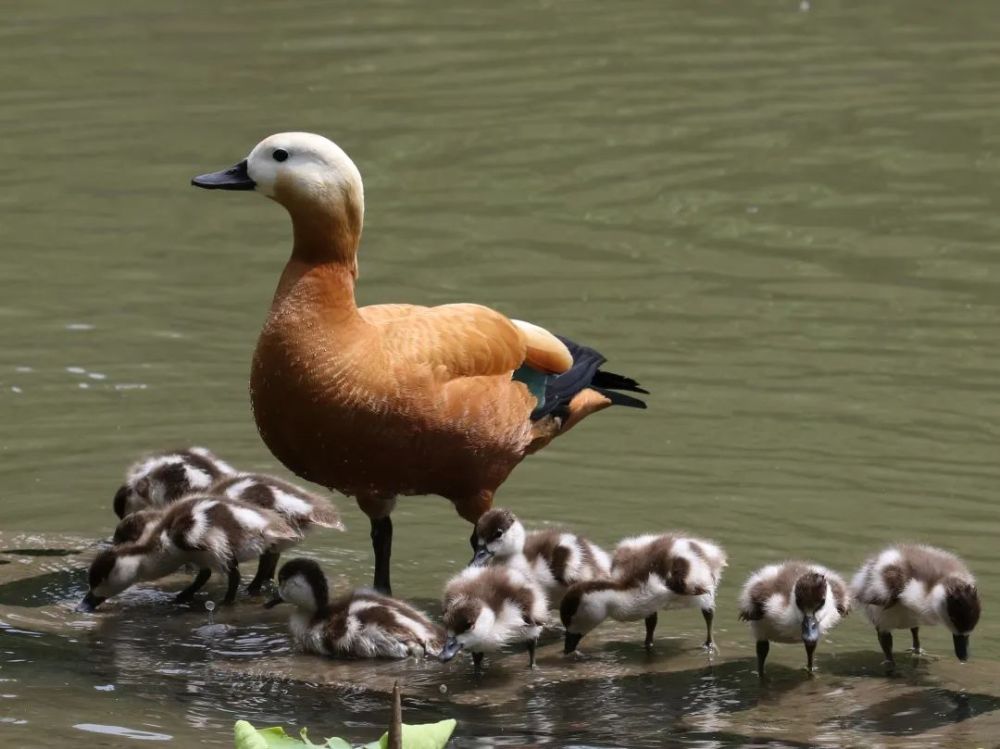 赤麻鴨 見於北京動物園