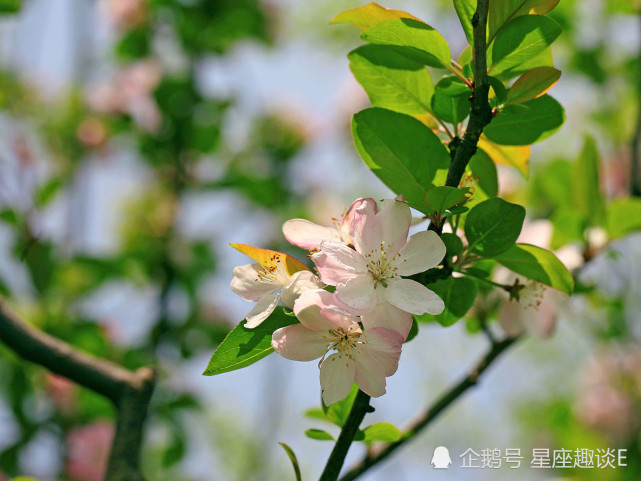 4月9日星座运势 不留遗憾 乘势而上的四大星座 星座 星座运势 狮子座 天蝎座 金牛座 水瓶座