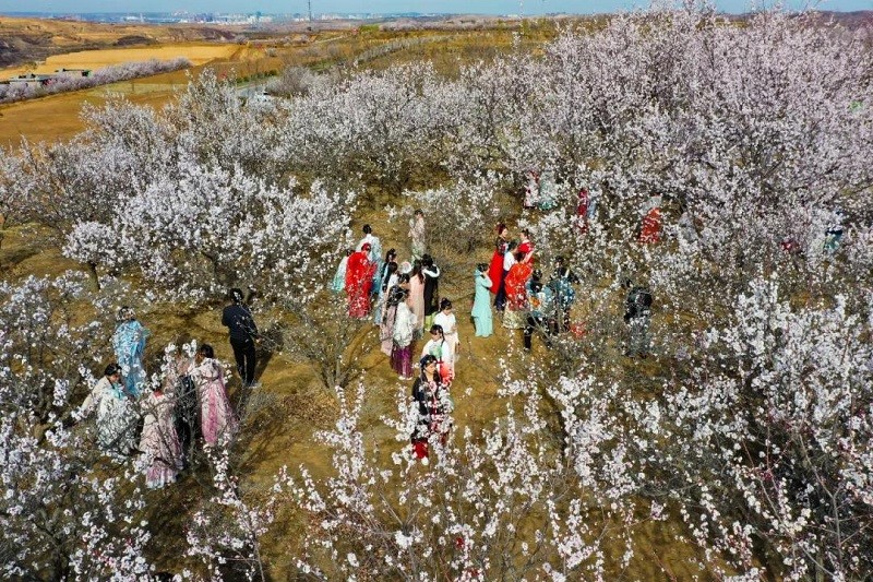 榆林市榆阳16万亩杏林竞绽放带你去看花花世界