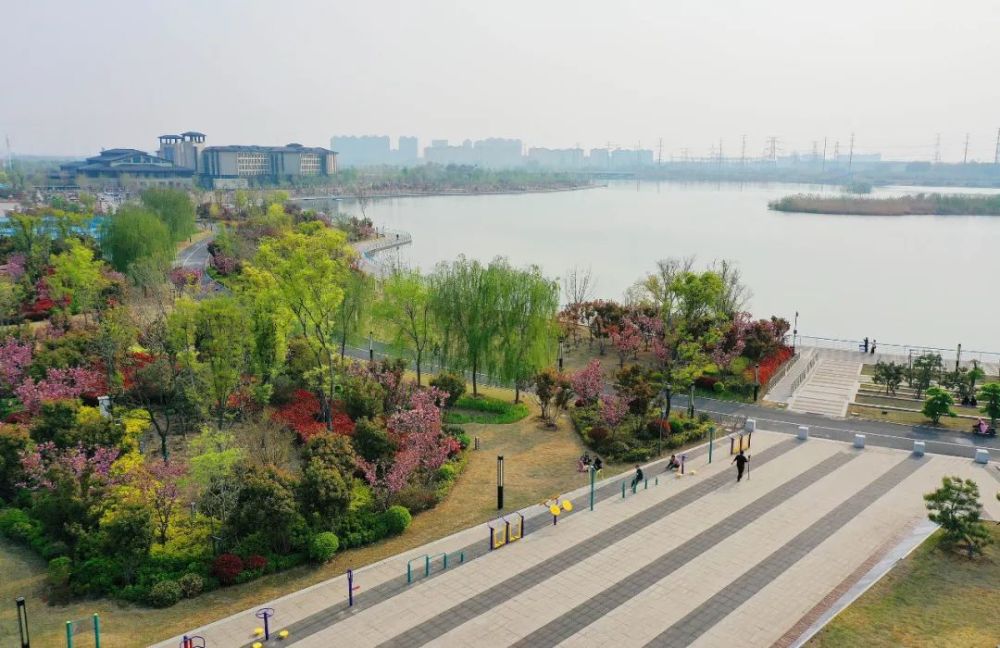 太美了花开成海濮阳这个地方告诉你什么叫颜值爆表