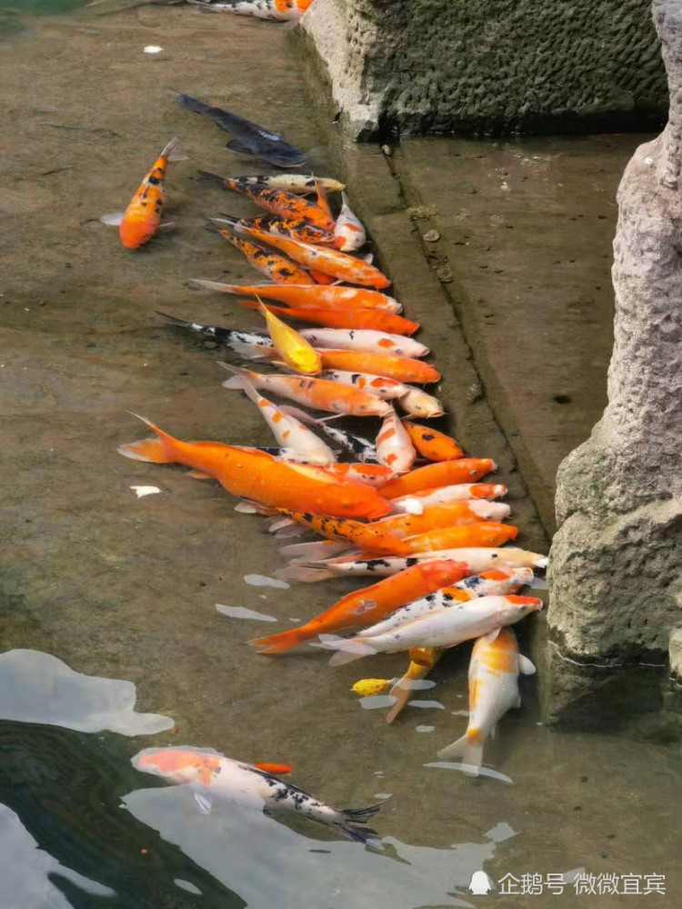 宜宾冠英街放生池内有锦鲤死亡相关部门已进行处理
