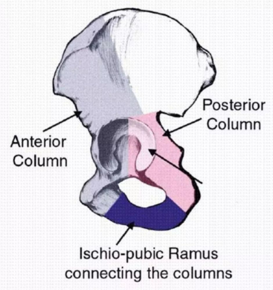 前柱:由髂骨翼的前半(包括髂前上下棘),髖臼的前半以及恥骨組成.