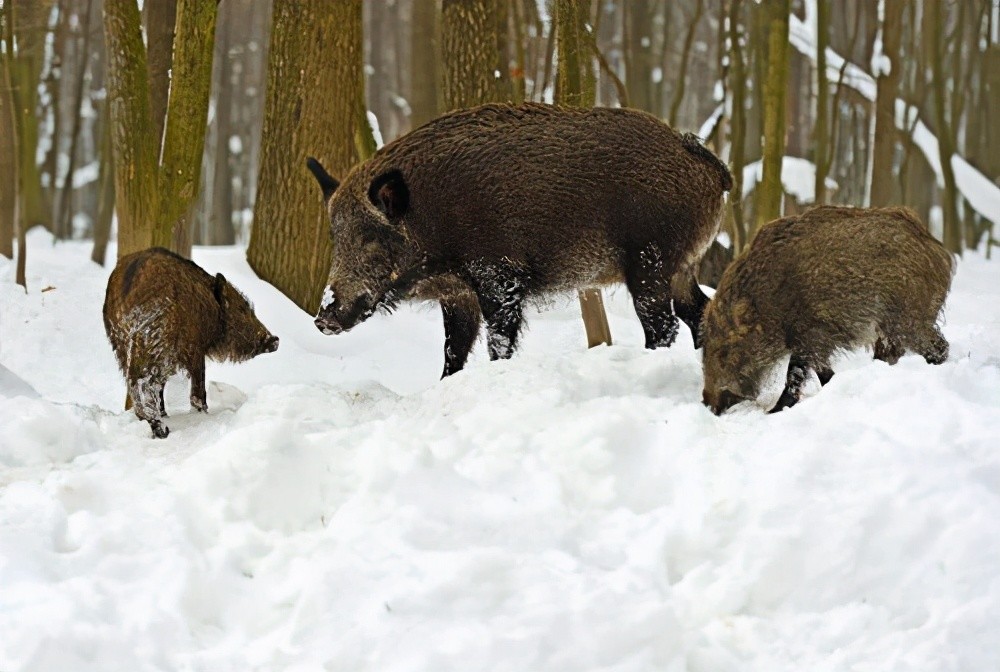 这些野猪都是来自西伯利亚的通古斯品种,由于西伯利亚环境恶劣,没有