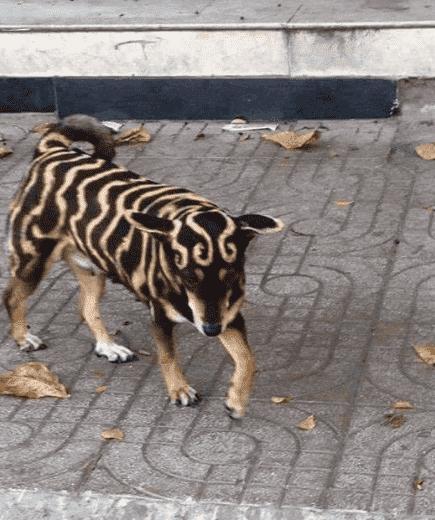 路上碰到神兽狗狗引来很多人围观狗狗主人把我的毛剃成了这样